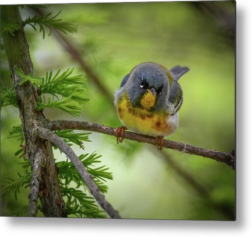 Warbler Metal Print featuring the photograph Little Cutie by Michelle Wittensoldner