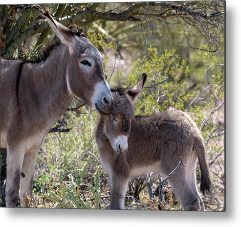 Wild Burros Metal Print featuring the photograph Little Love by Mary Hone