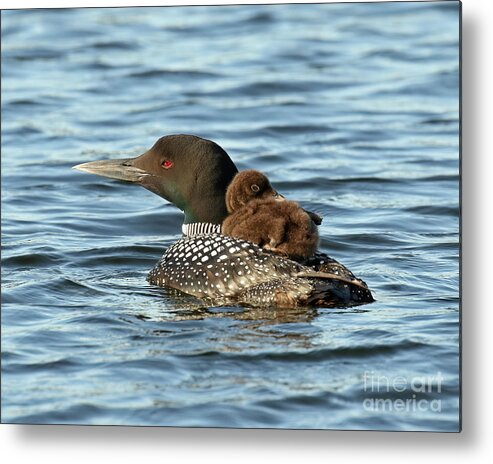 Loon Metal Print featuring the photograph Loon piggy back ride by Heather King