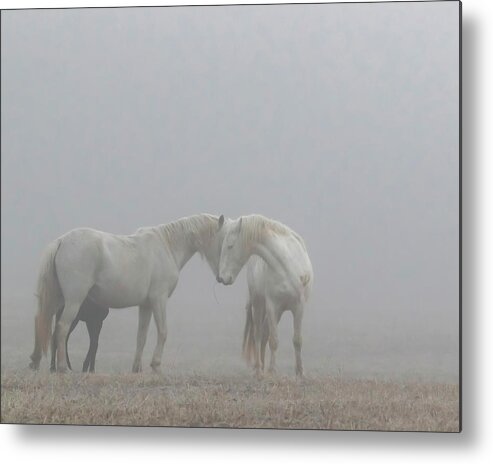 Wild Horses Metal Print featuring the photograph Love is all you need by Holly Ross