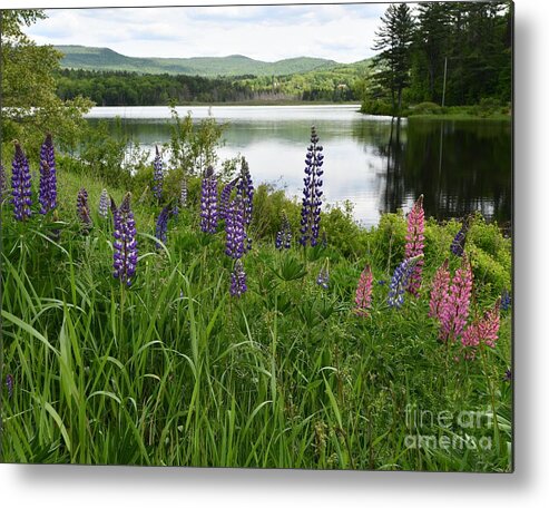 Sugar Hill Metal Print featuring the photograph Lupines at the Lake by Steve Brown