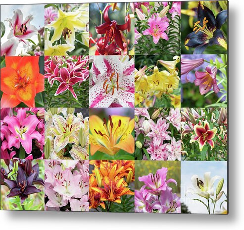 Lily Metal Print featuring the photograph Luscious Lilies by Tim Gainey