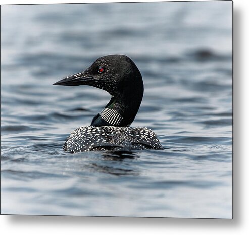 Maine Loon Bird Wildlife Nature Metal Print featuring the photograph Maine Loon by David Hufstader