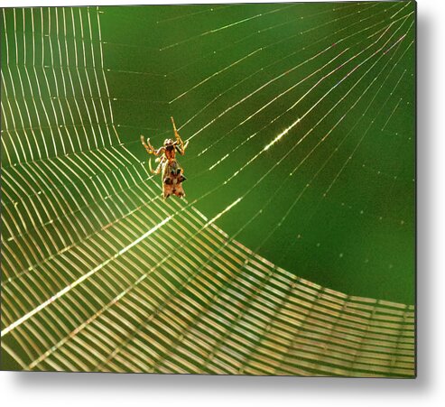 Spider Metal Print featuring the photograph Making the spider web by Buddy Scott