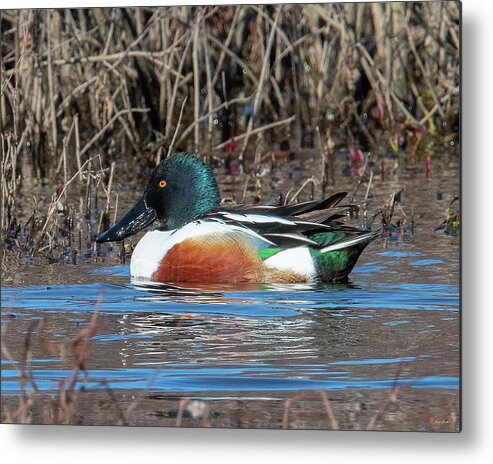 Nature Metal Print featuring the photograph Male Northern Shoveler DWF0233 by Gerry Gantt