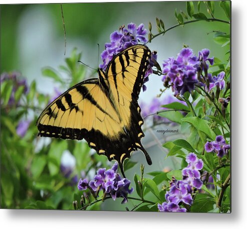 Tiger Swallowtail Metal Print featuring the photograph Male Tiger Swallowtail by Nancy Denmark