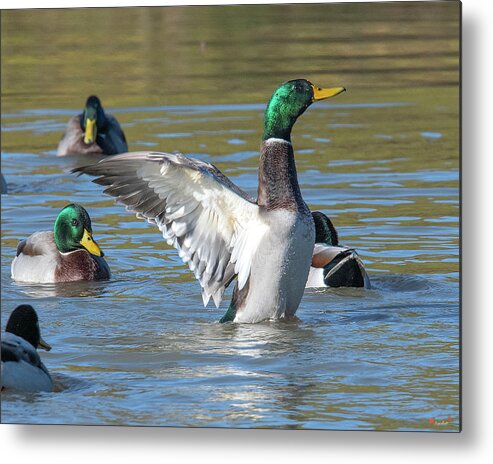 Nature Metal Print featuring the photograph Mallard Drake Flapping His Wings DWF0205 by Gerry Gantt