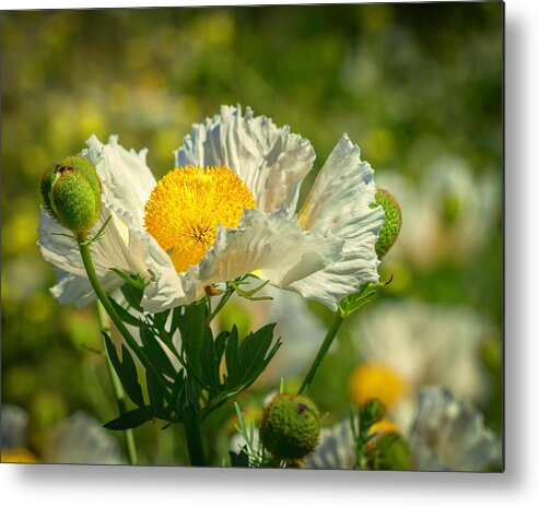 Matilija Poppies Are Native To California. They Grow Wild In The Los Padres Forest Near Ojai Metal Print featuring the photograph Matilija Poppies 7 by Lindsay Thomson