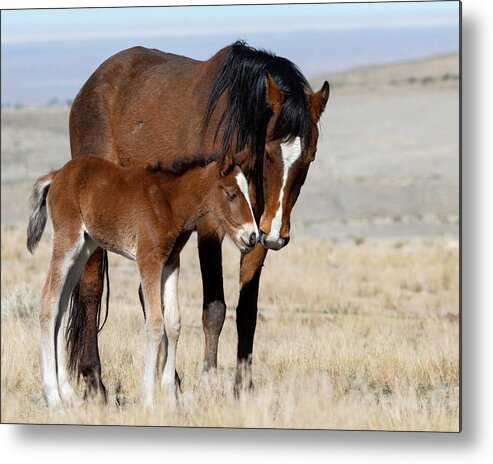 Wild Horses Metal Print featuring the photograph Momma's Love by Mary Hone