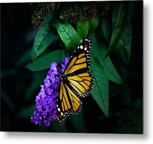 Butterfly Metal Print featuring the photograph Monarch Butterfly- Art by Linda Woods by Linda Woods