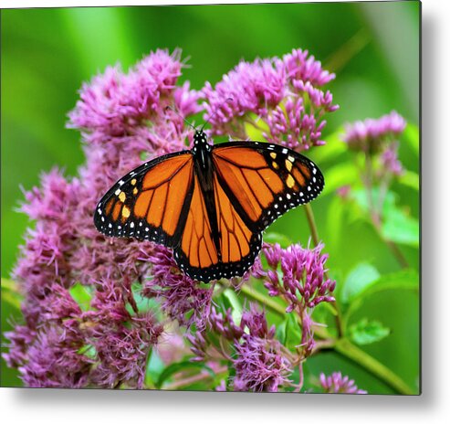 Nature Metal Print featuring the photograph Monarch Butterfly by Cathy Kovarik