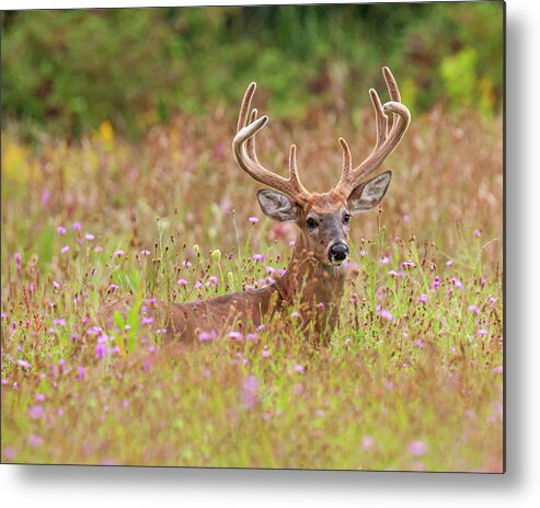 White Tailed Deer Metal Print featuring the photograph Monster Rack by Timothy McIntyre