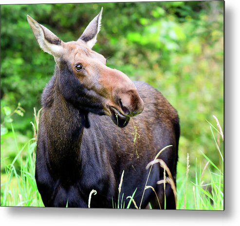 Moose Metal Print featuring the photograph Moose by John Rowe