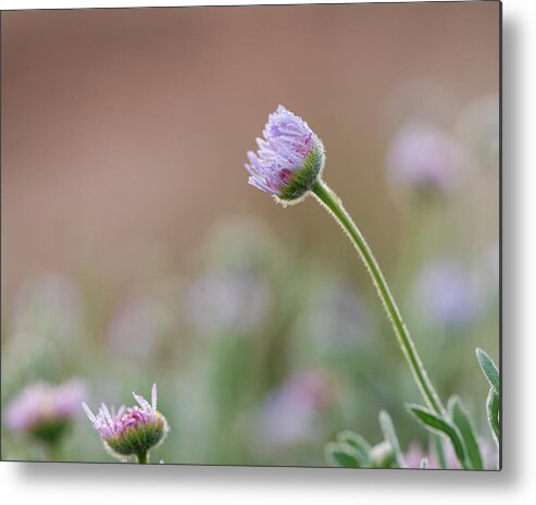 Asteraceae Metal Print featuring the photograph Morning Awakening by Maresa Pryor-Luzier