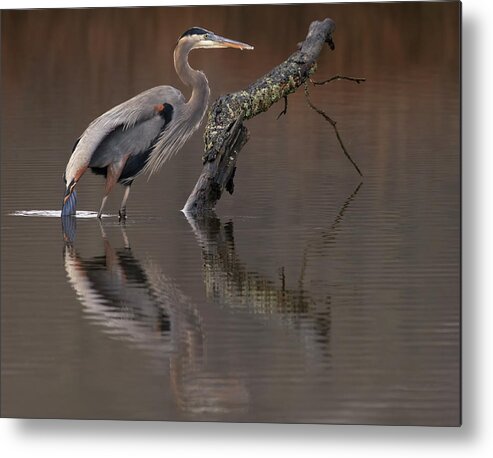 Bird Metal Print featuring the photograph Morning Dip by Art Cole