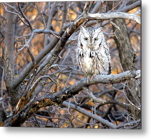Owl Metal Print featuring the photograph Mouser Extraordinaire by Katie Keenan