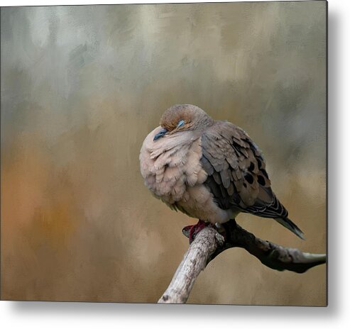 Mourning Dove Metal Print featuring the photograph Nap Time by Cathy Kovarik