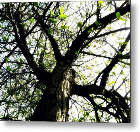 Leaves Metal Print featuring the photograph New Leaves by Amanda R Wright