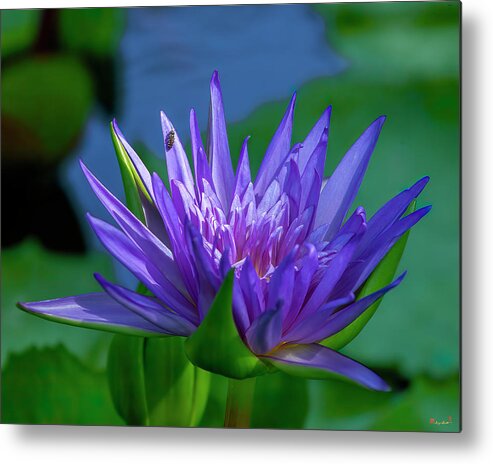 Nature Metal Print featuring the photograph Nymphaea Water Lily DTHN0316 by Gerry Gantt