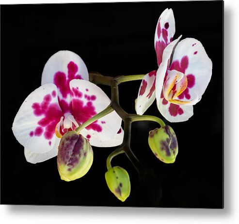 Orchid Metal Print featuring the photograph Orchid Transparency by Richard Goldman