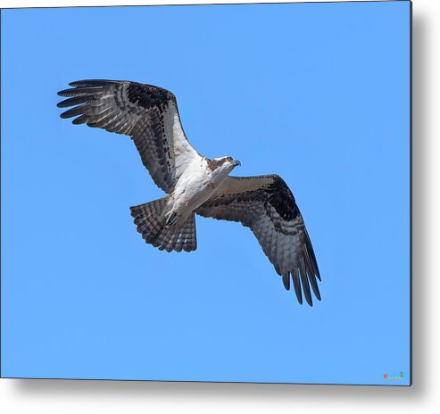 Nature Metal Print featuring the photograph Osprey in Flight DRB0282 by Gerry Gantt