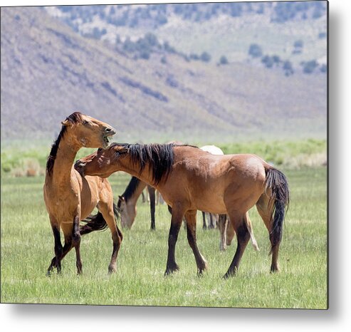Eastern Sierra Metal Print featuring the photograph Ouch by Cheryl Strahl