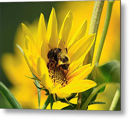 Bee Metal Print featuring the photograph Our Best Friend by Mary Walchuck