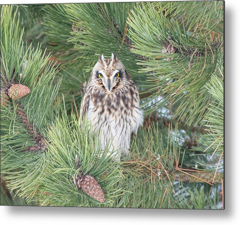 Short-eared Owl Metal Print featuring the photograph Owl In the Pine by CR Courson