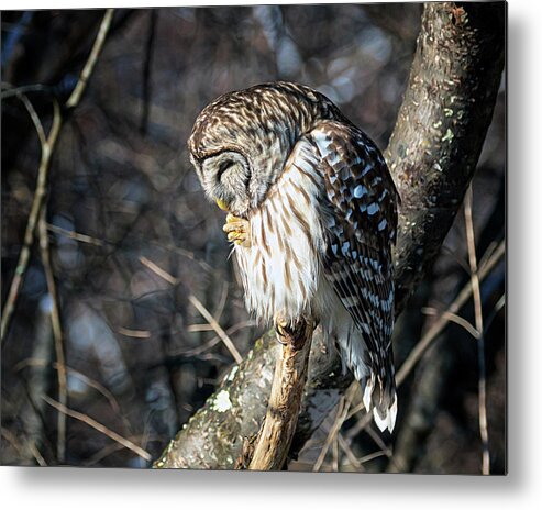 Owl Metal Print featuring the photograph Owl Prayer by Jaki Miller