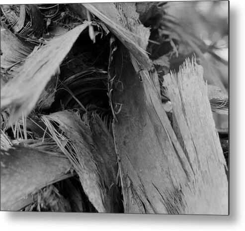 Closeup Metal Print featuring the photograph Palm #4 by John Simmons