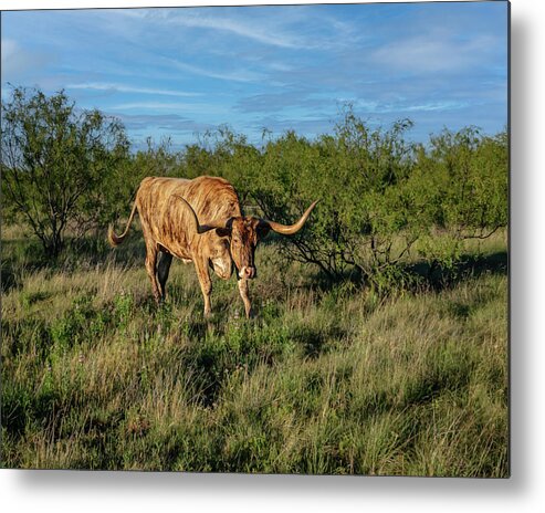 Texas Metal Print featuring the photograph Palo Duro Canyon Long Horn by Laura Hedien