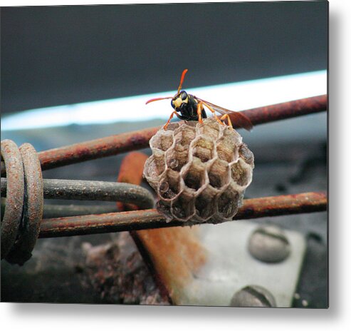 Insect Metal Print featuring the photograph Peek-a-boo by Jim Feldman