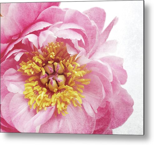 Peony Metal Print featuring the photograph Peony 26 by Lupen Grainne