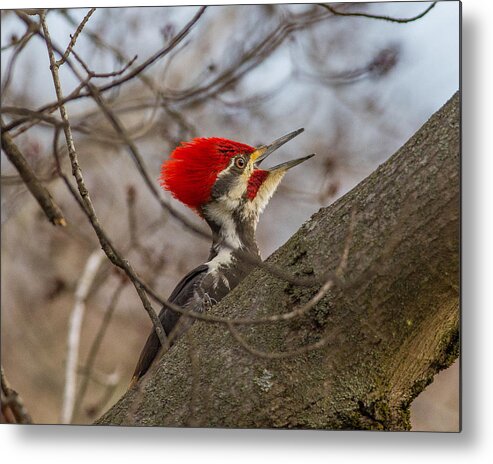 Woodpecker Metal Print featuring the photograph Pileated Portrait by Kevin Craft