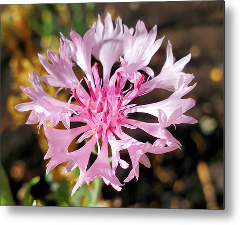 Centaurea Cyanus Metal Print featuring the photograph Pink Cornflower by Jean Evans