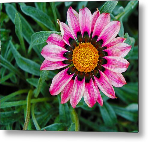 Tranquility Metal Print featuring the photograph Pink flower plant by Greg Sell / FOAP