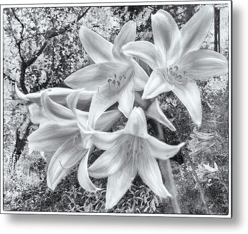 Pink Day-lilies Metal Print featuring the photograph Pink Fluted Flowers From the Garden Before the Fall bw by Belinda Greb