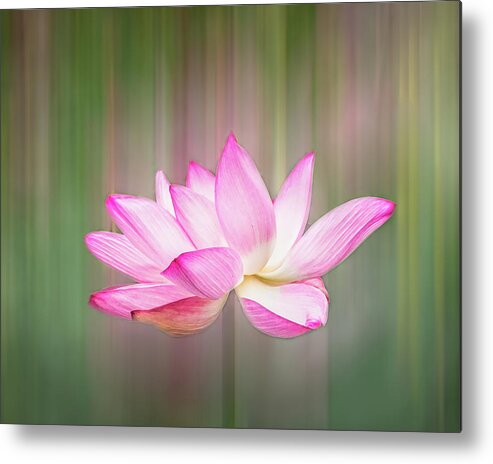 Lotus Metal Print featuring the photograph Pink Lotus Flower by Elvira Peretsman
