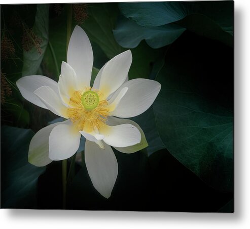 Floral Metal Print featuring the photograph Poised for perfection. by Usha Peddamatham