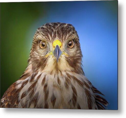 Red Shouldered Hawk Metal Print featuring the photograph Portrait of a Raptor by Mark Andrew Thomas