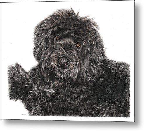 Portuguese Water Dog Metal Print featuring the drawing Portuguese Water Dog Toby by Casey 'Remrov' Vormer