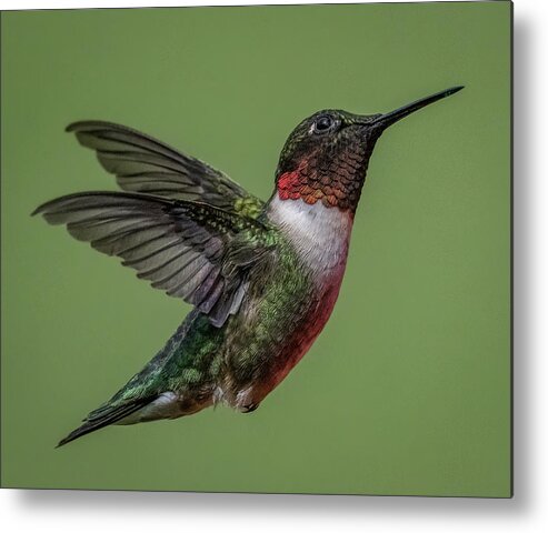 Hummingbird Metal Print featuring the photograph Posing by Brian Shoemaker