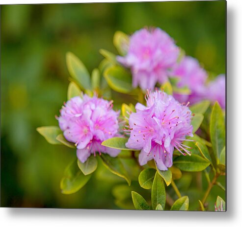 Rhododendron Metal Print featuring the photograph Pretty in Pink by Rod Best