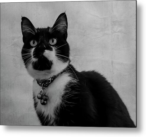 Cat Metal Print featuring the photograph Pretty Kitty by Cathy Kovarik