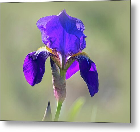 Purple Bearded Wild Iris Metal Print featuring the photograph Purple Bearded Wild Iris by Debra Martz