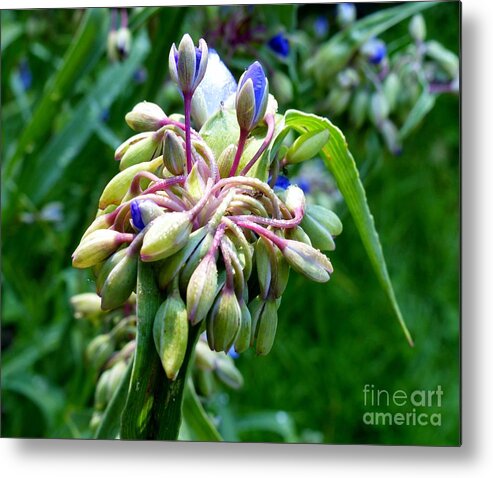 Stunning Metal Print featuring the photograph Queen Of The Garden by Rosanne Licciardi