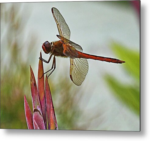 Dragonfly Metal Print featuring the photograph Ready for takeoff by Bill Barber