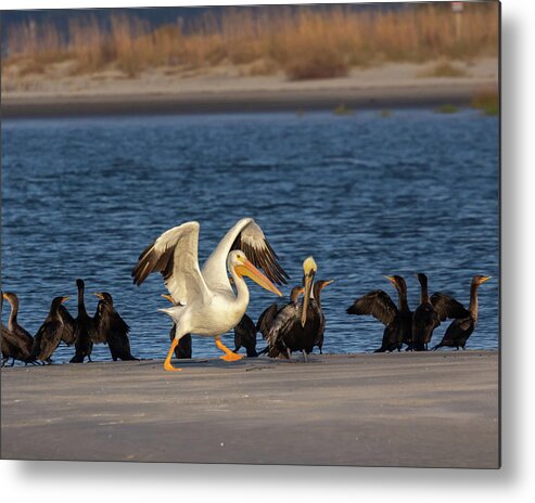 American White Pelican Metal Print featuring the photograph Ready Set Go by Patricia Schaefer
