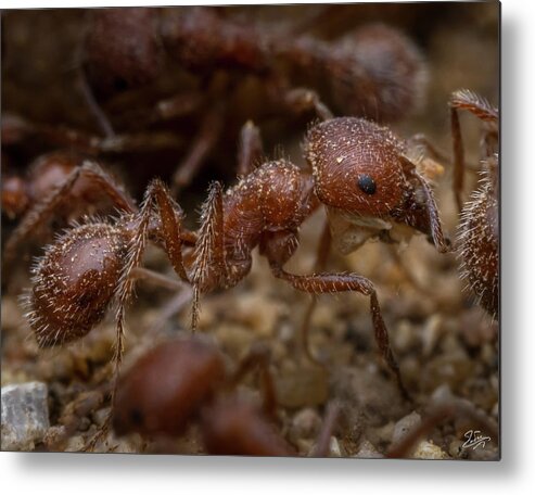 Ant Metal Print featuring the photograph Red Ant Closeup by Endre Balogh