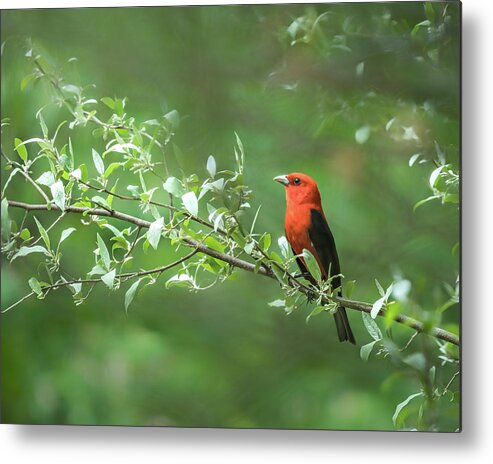 Scarlet Metal Print featuring the photograph Red by James Overesch